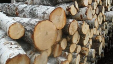 Birch Round Logs (Betula Pendula)