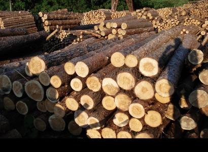 Pine Round Logs (Pinus Silvestris)